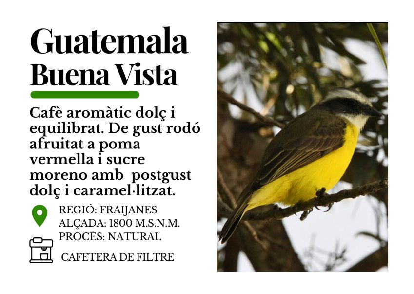 Guatemala Buena Vista